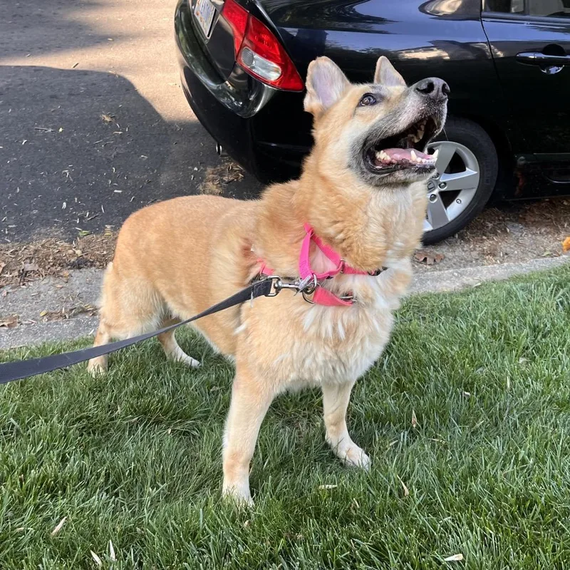 An adult large-sized female Golden Shepherd dog named Macy for adoption in Falls Church, VA