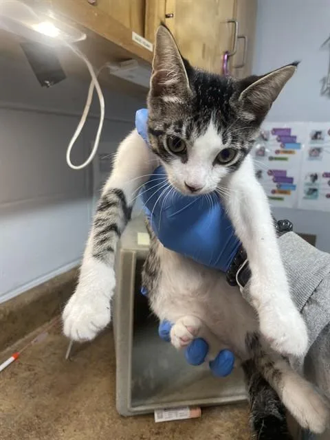 A baby small-sized male Domestic Short Hair cat named Sam for adoption in Tallahassee, FL