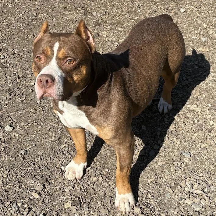 An adult large-sized male Mixed Breed dog named ArloHulk for adoption in Wappingers Falls, NY