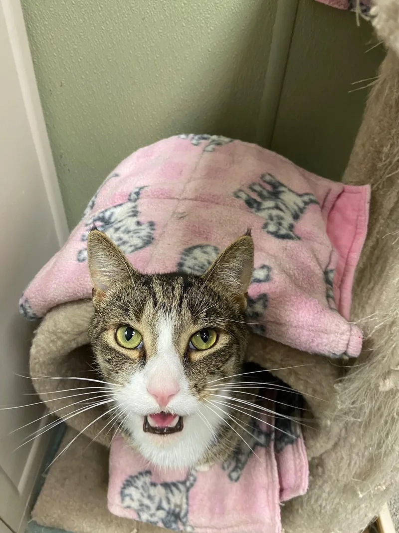 An adult medium-sized male Tabby (Brown / Chocolate) Domestic Short Hair cat named Catnip for adoption in Warwick, RI