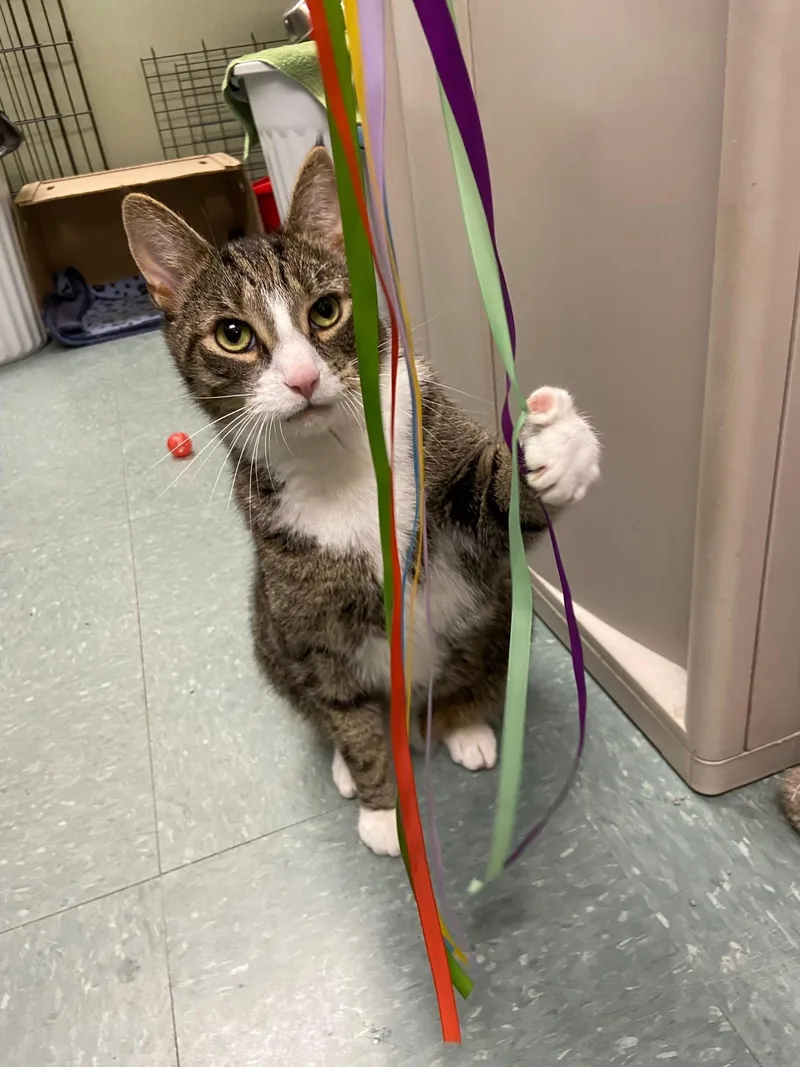 Catnip thumbnail 3