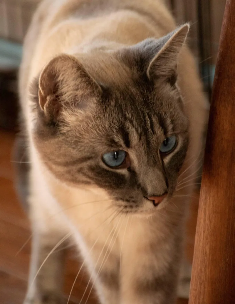 An adult medium-sized female Blue Cream Siamese cat named Brie for adoption in Staunton, VA