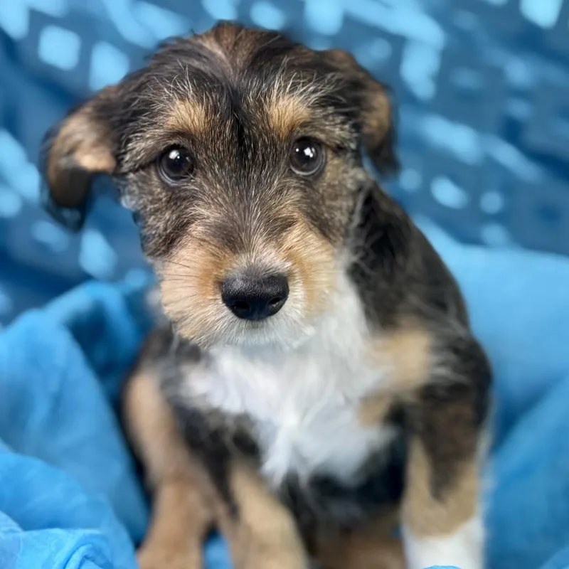 Lexie  Darling Chihuahua thumbnail 2