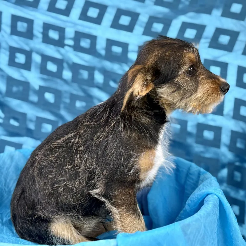 Lexie  Darling Chihuahua thumbnail 3