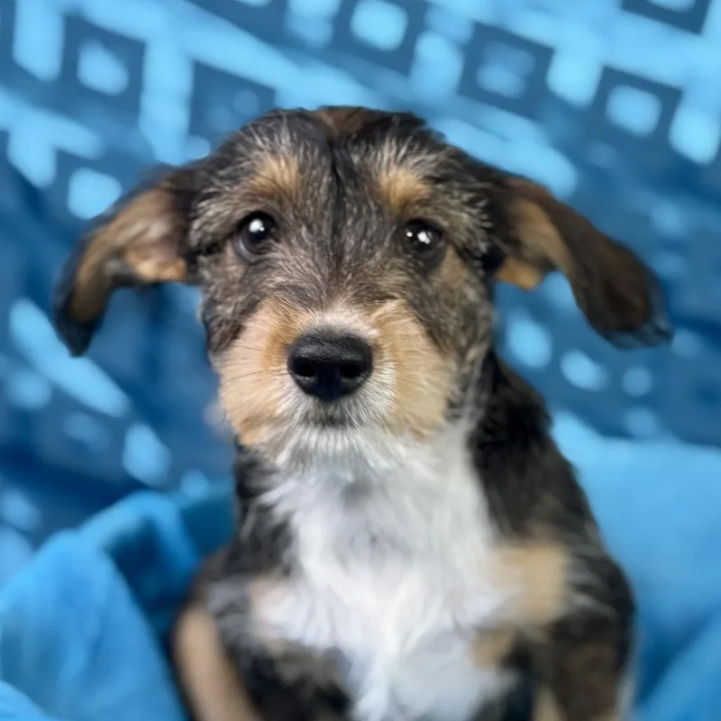 Lexie Darling Chihuahua