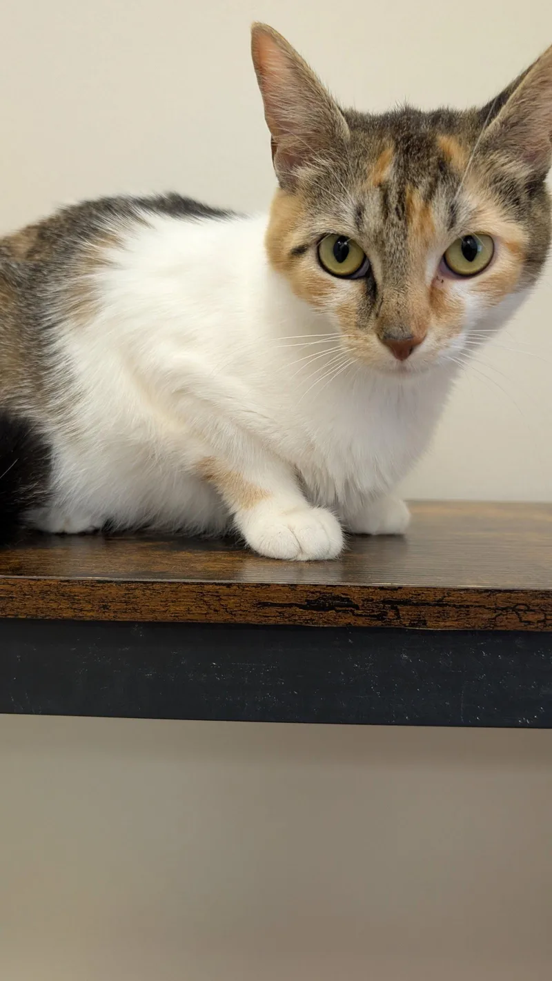 An adult medium-sized female Calico cat named Lorelai for adoption in Columbus, OH