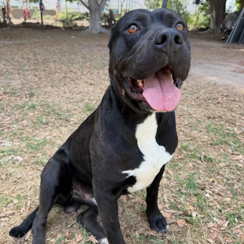 A young medium-sized male Cane Corso dog named Pantera for adoption in Glendale, AZ