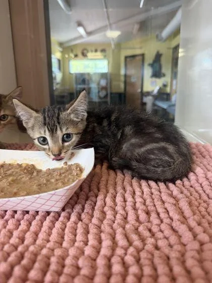 A baby small-sized male Brown / Chocolate Domestic Short Hair cat named Pete for adoption in Fernandina Beach, FL