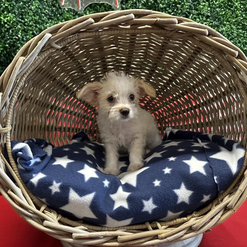A baby small-sized male Apricot / Beige Mixed Breed dog named Truman for adoption in Hinsdale, IL
