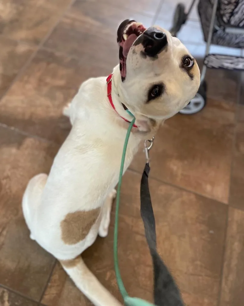 Hercules thumbnail 6