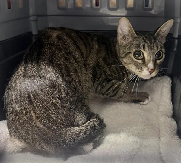 A young medium-sized female Domestic Short Hair cat named Sienna for adoption in Escondido, CA