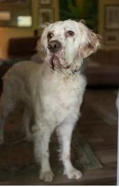 An adult medium-sized male White / Cream English Setter dog named Ben for adoption in East China, MI