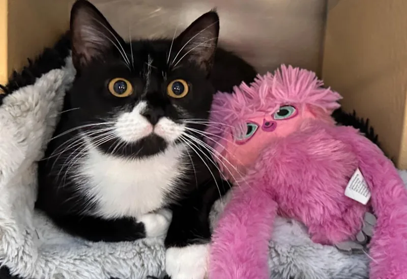 A baby large-sized female Domestic Short Hair cat named Lady Bug for adoption in Ewing, NJ