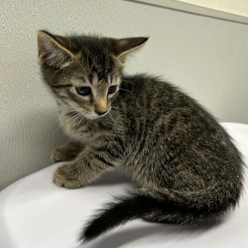 A baby small-sized male Brown / Chocolate Domestic Short Hair cat named Cyrus for adoption in Clearwater, FL