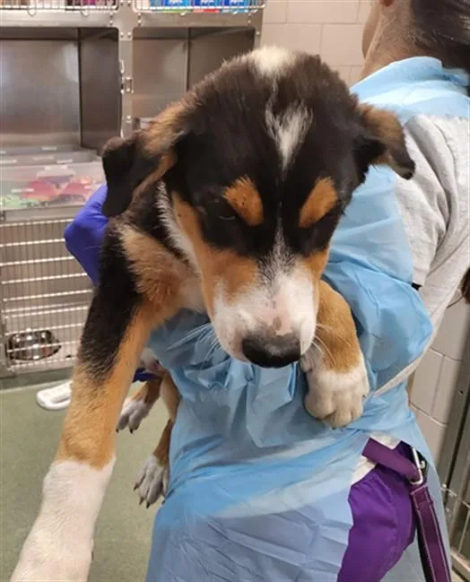A baby small-sized male Mixed Breed dog named Palmer for adoption in Santa Fe, NM