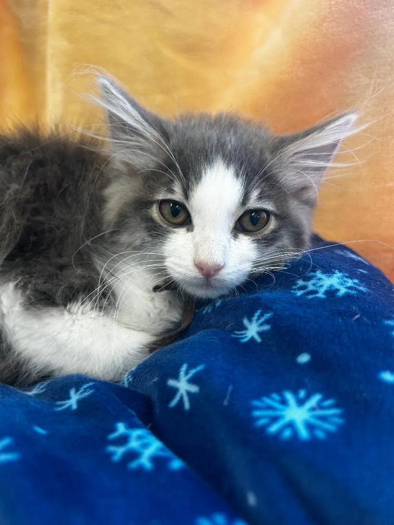 A baby medium-sized male Domestic Medium Hair cat named Lyric for adoption in Peoria, AZ