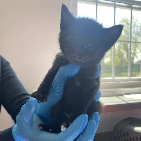 A baby small-sized female Black Domestic Short Hair cat named Jupiter for adoption in South Elgin, IL