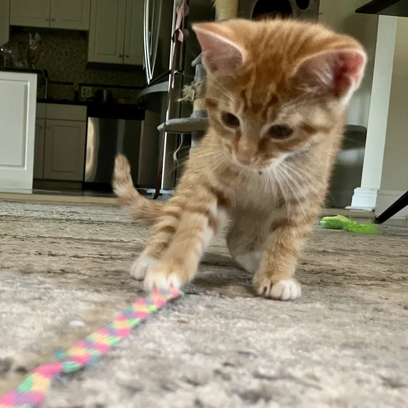 A baby medium-sized male Tabby (Orange / Red) Domestic Short Hair cat named Reid for adoption in Memphis, TN