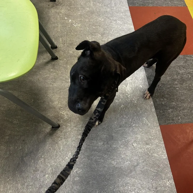 A young medium-sized female Black Mixed Breed dog named Eyella for adoption in Philadelphia, PA