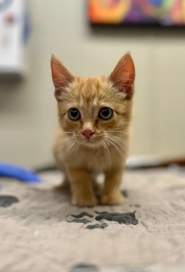 A baby small-sized female American Shorthair cat named Purrlock Holmes for adoption in Victorville, CA