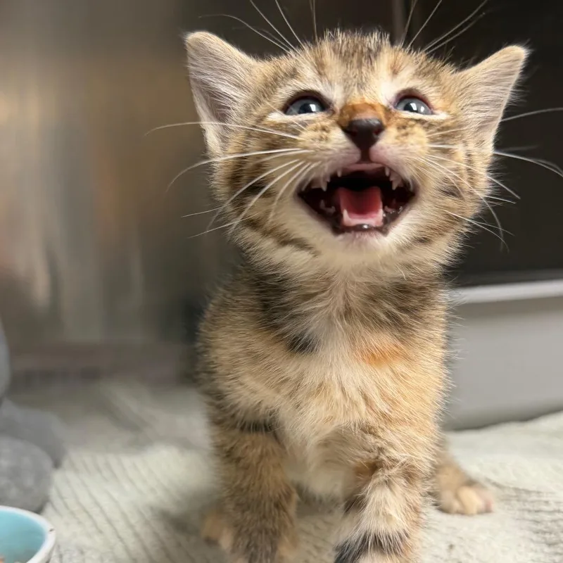A baby small-sized female Torbie Domestic Short Hair cat named Leonardo for adoption in Bryan, TX