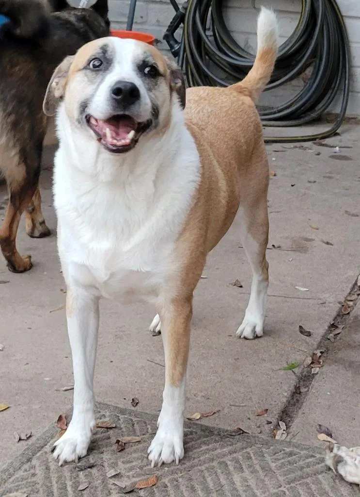 An adult large-sized male Border Collie dog named Bethoven for adoption in Spring, TX