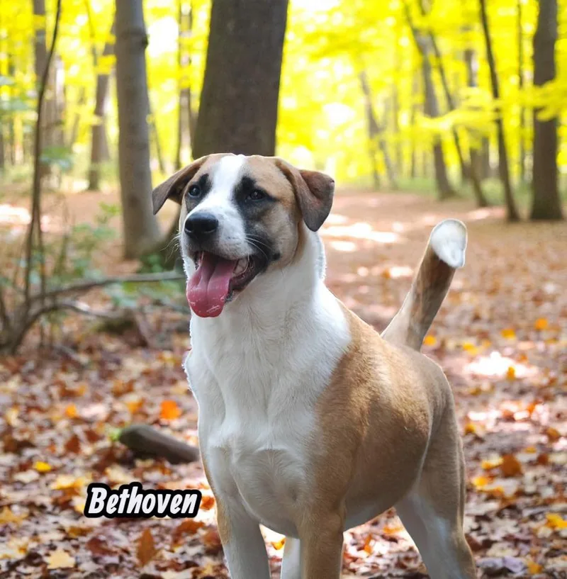 Bethoven thumbnail 5