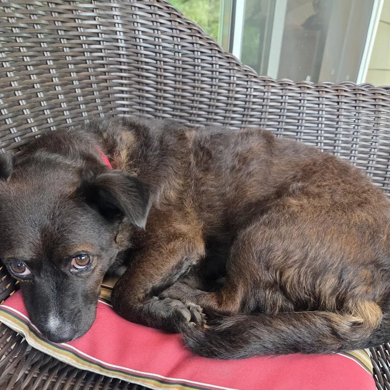 A young small-sized male Corgi dog named Casey for adoption in Redmond, WA