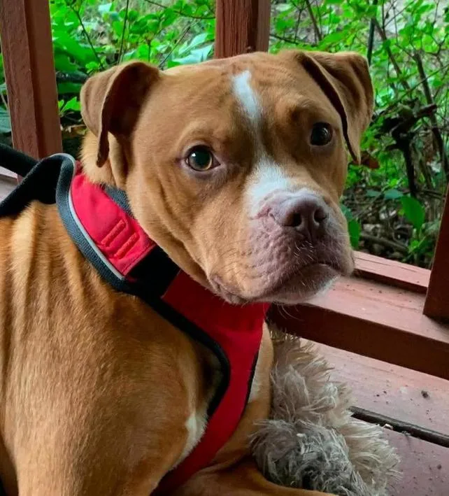 An adult medium-sized male Pit Bull Terrier dog named Albert for adoption in Albany, NY
