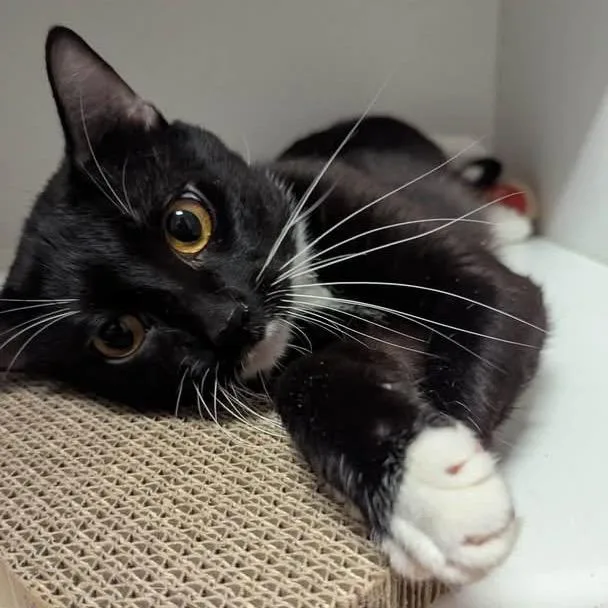 A young small-sized male Black Domestic Short Hair cat named Sylvester for adoption in Long Island City, NY