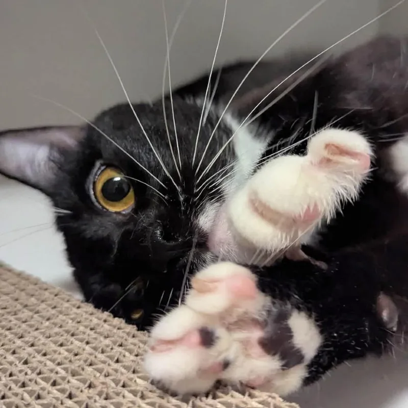 Sylvester thumbnail 3