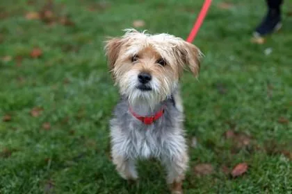 An adult small-sized male Mixed Breed dog named Bobby Fka Funnel Cake for adoption in West Chester, PA