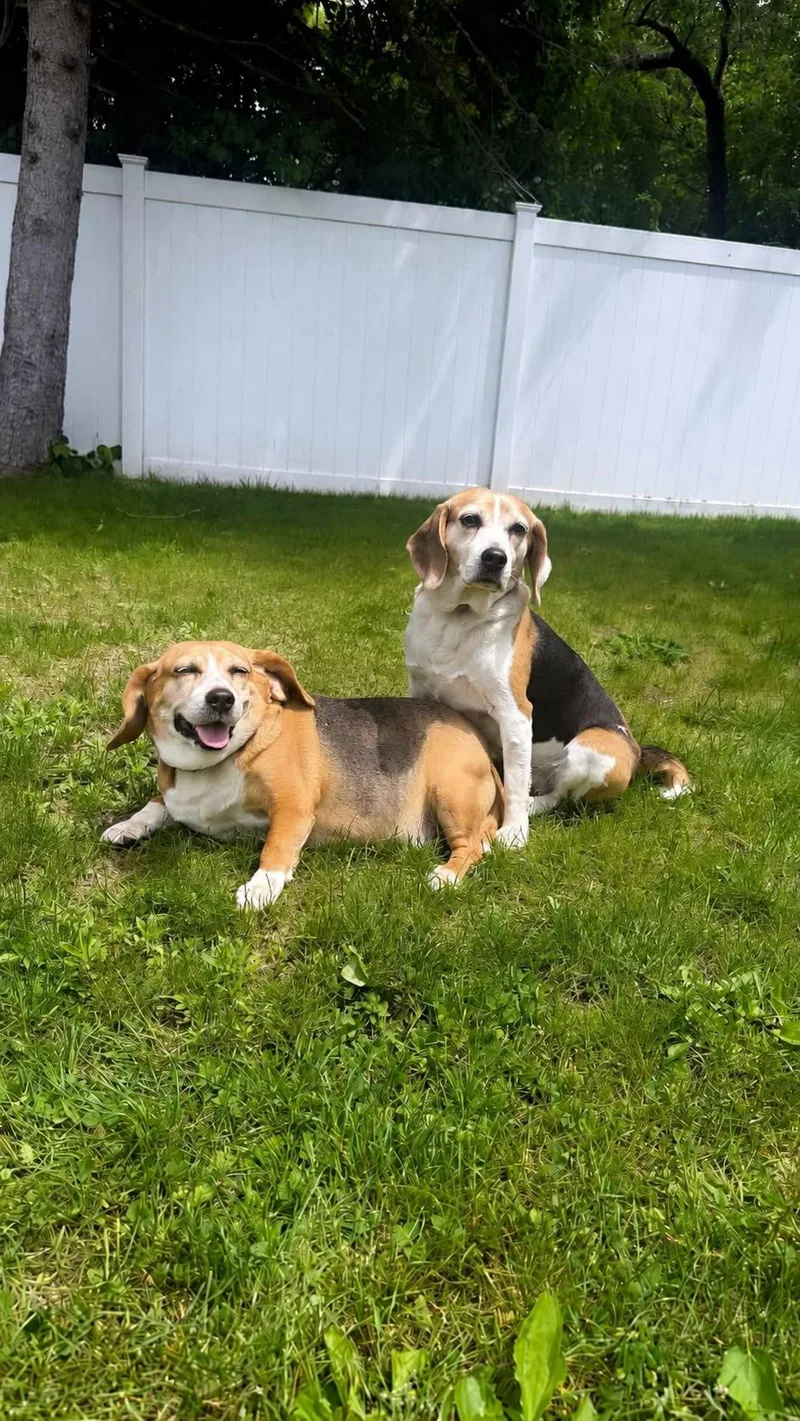 An adult medium-sized female Beagle dog named Amy & Jilly for adoption in Bayport, NY
