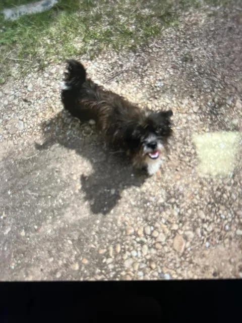 A young small-sized male Mixed Breed dog named Toto for adoption in Dallas, TX