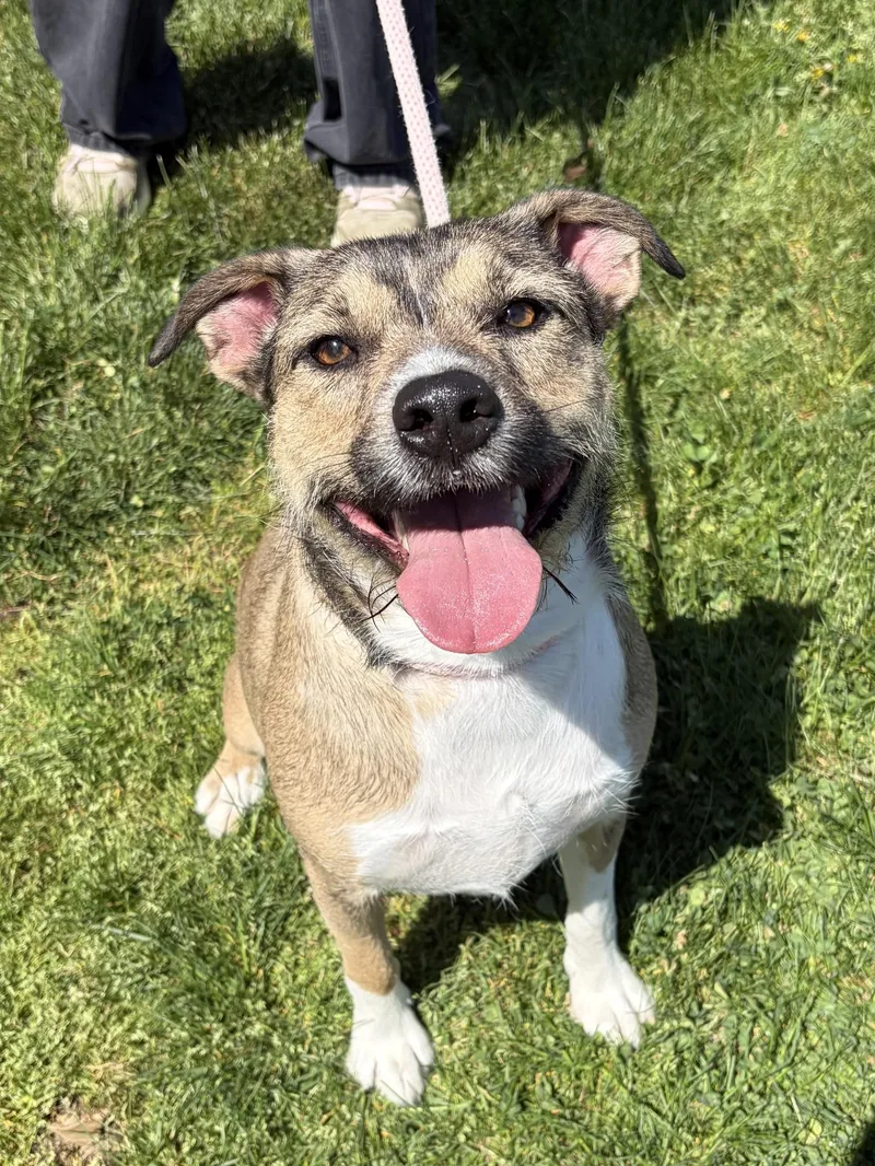 An adult medium-sized male Apricot / Beige Pit Bull Terrier dog named Bubba for adoption in Winchester, VA
