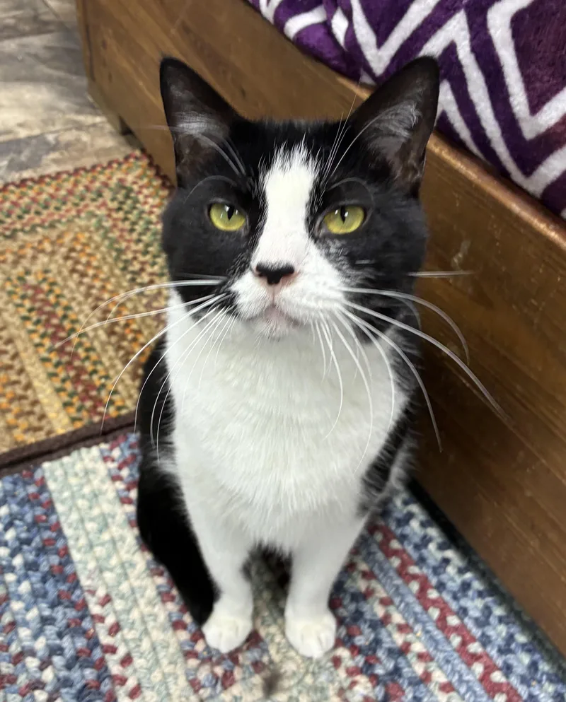 An adult medium-sized male Black & White / Tuxedo Domestic Short Hair cat named Snoopy for adoption in Breinigsville, PA