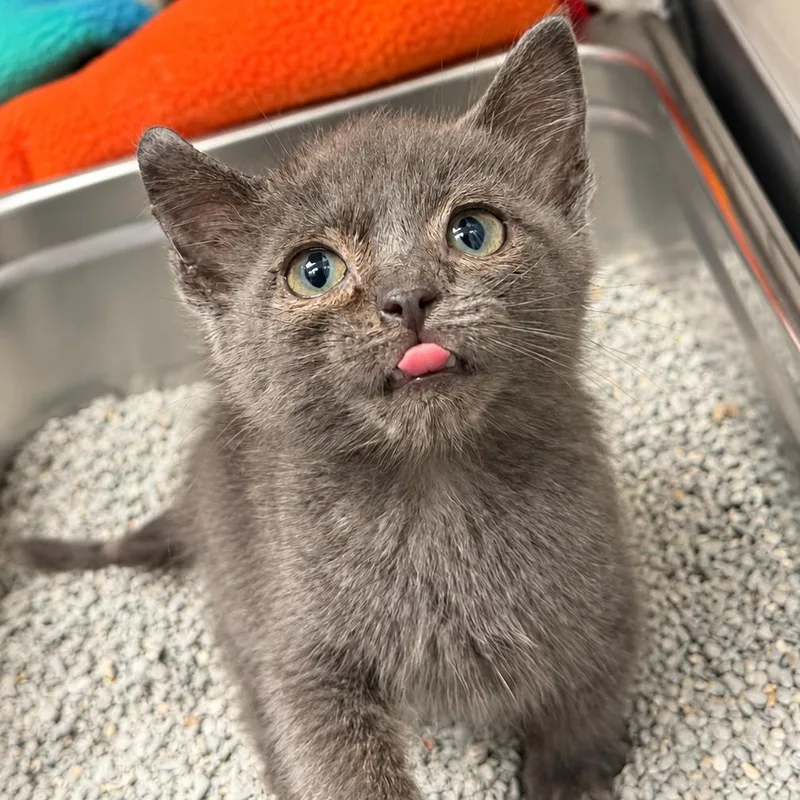 A baby small-sized male Gray / Blue / Silver Domestic Short Hair cat named Jj for adoption in Blairsville, GA