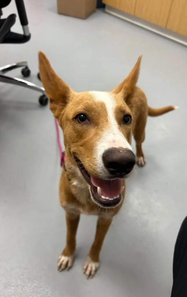 A young medium-sized male Carolina Dog dog named Galaxy for adoption in Hartsville, SC