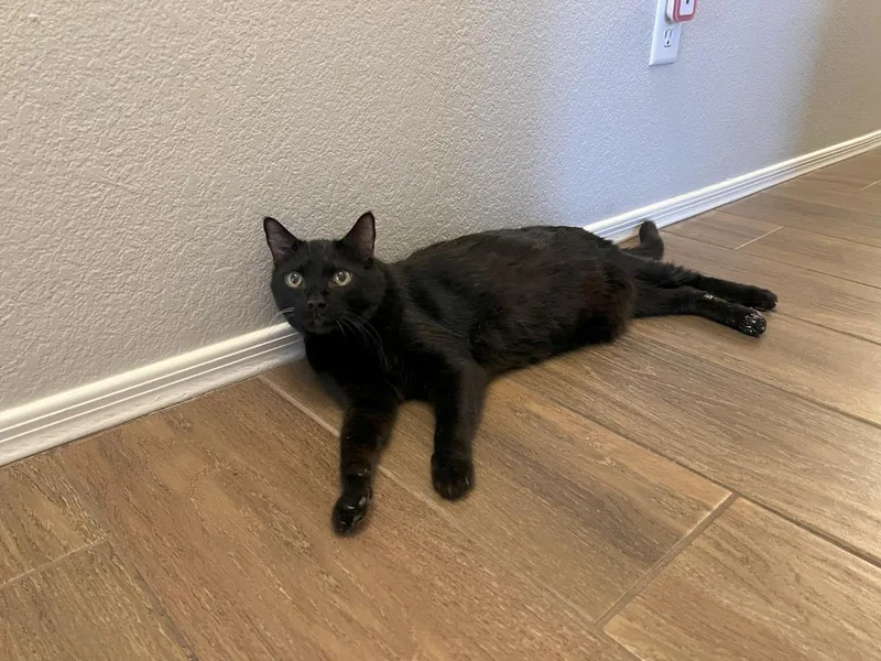 Professor Fuzzbottom thumbnail 2