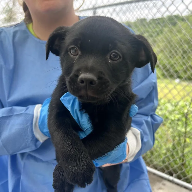 A baby small-sized female Black Mixed Breed dog named Koda for adoption in Uniontown, PA