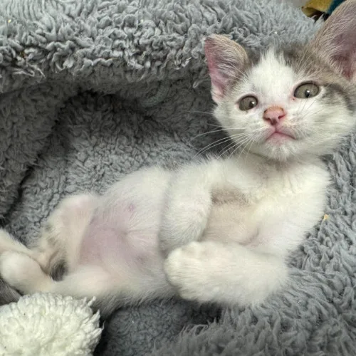 A baby medium-sized female White Domestic Short Hair cat named Quick Fire for adoption in Redmond, WA