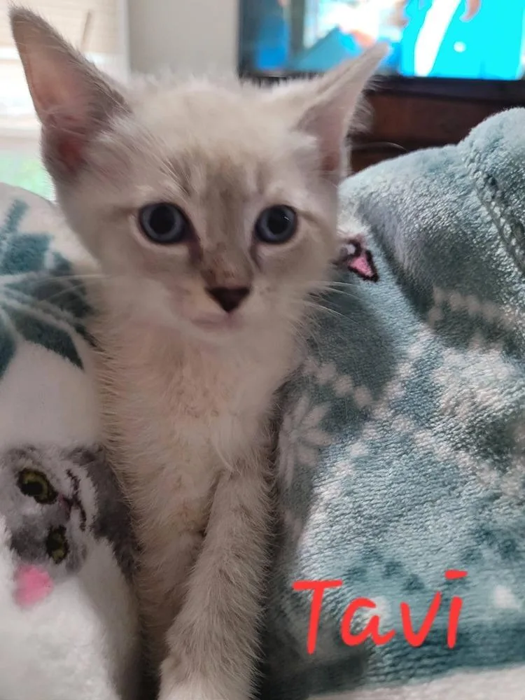 A baby small-sized male Domestic Short Hair cat named Tavi for adoption in Blanchard, OK