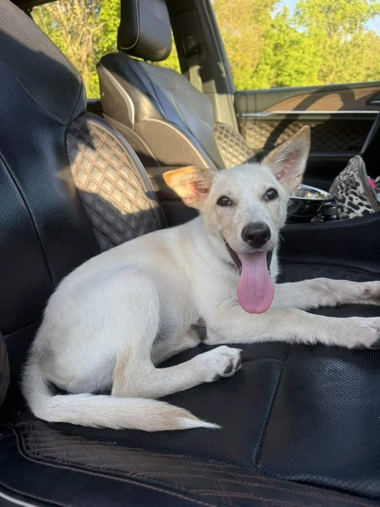 A baby medium-sized male White / Cream German Shepherd Dog dog named Rayo  The Ray for adoption in Carolina, PR