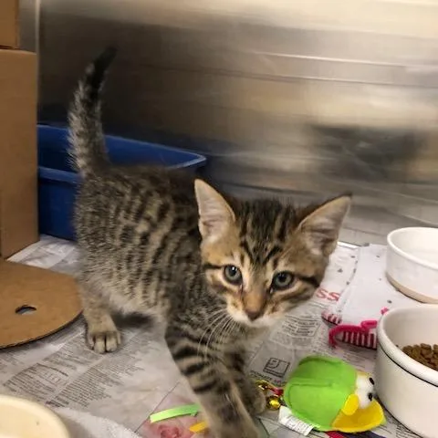 A baby small-sized male Brown / Chocolate Domestic Short Hair cat named Monkey for adoption in Novelty, OH