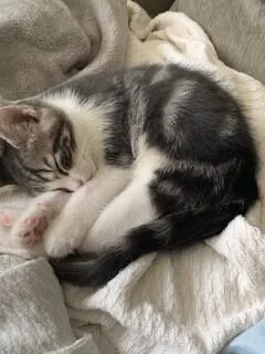 Bootsie