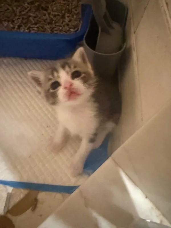 Bootsie thumbnail 3