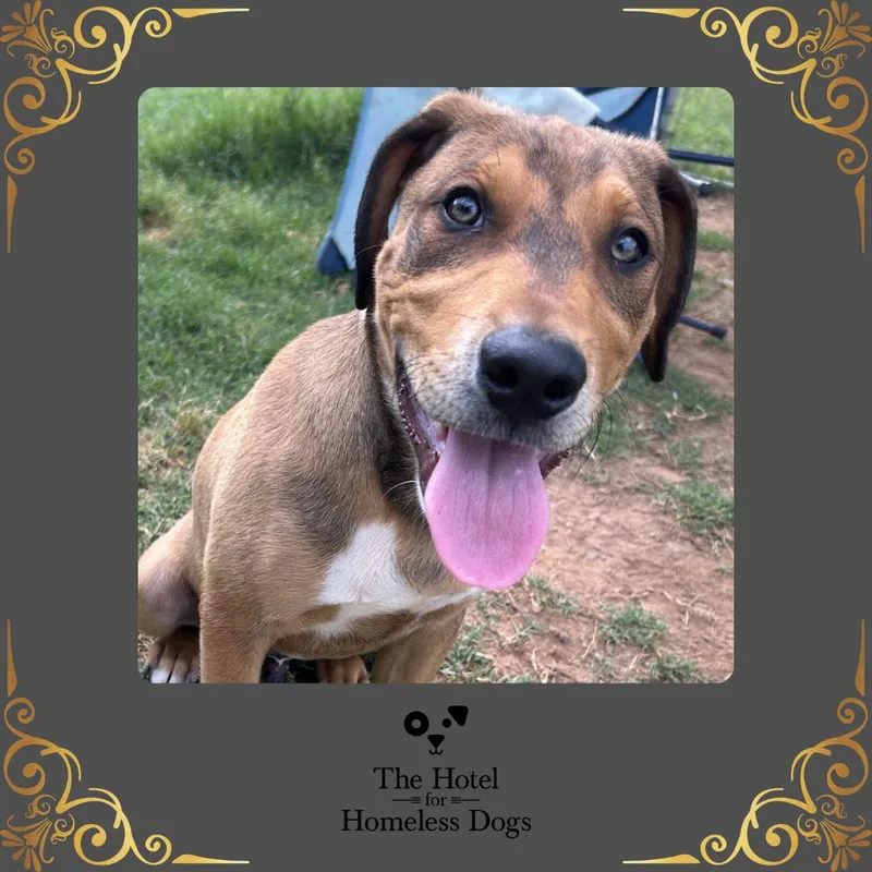 A baby medium-sized male Brown / Chocolate Hound dog named Simon for adoption in Cumberland, RI