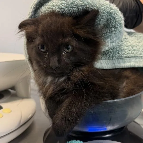 A baby small-sized female Domestic Short Hair cat named Charles for adoption in San Diego, CA
