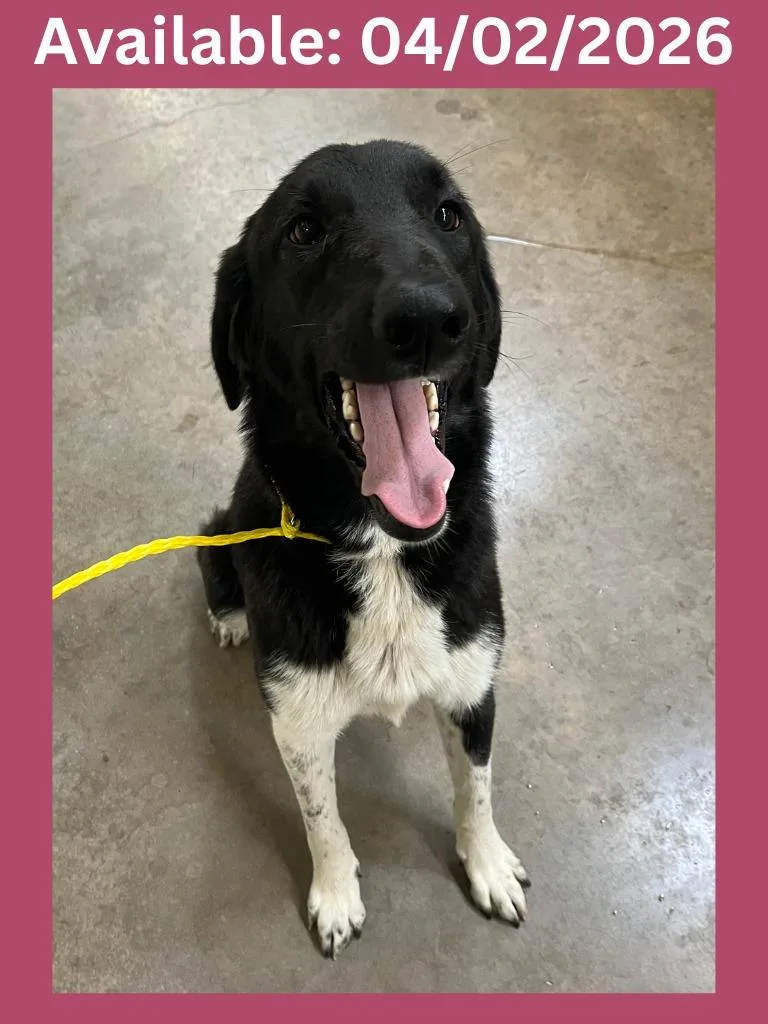 Dog Kennel  Sassy thumbnail 2