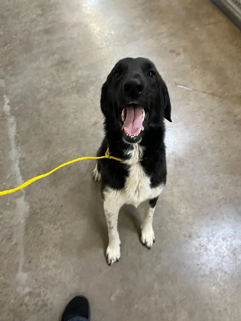 Dog Kennel  Sassy thumbnail 3